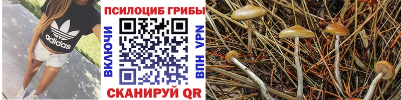 купить цена darknet телеграм Галлюциногенные грибы Cubensis Рассказово мега ссылка